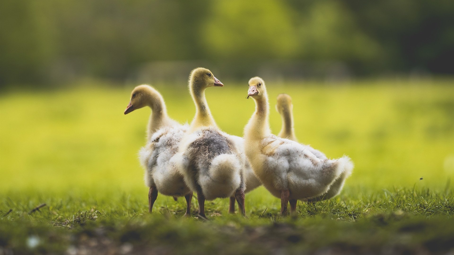 Kaiyun APP-【青训新星】未来领军人物潜力无限,未来青年领袖